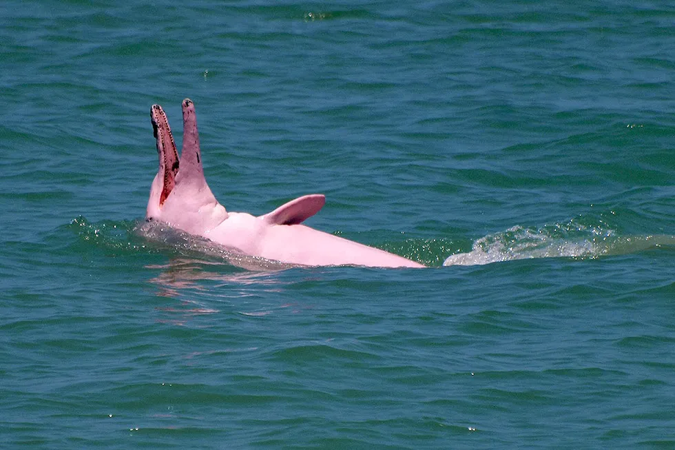 Pink Dolphin