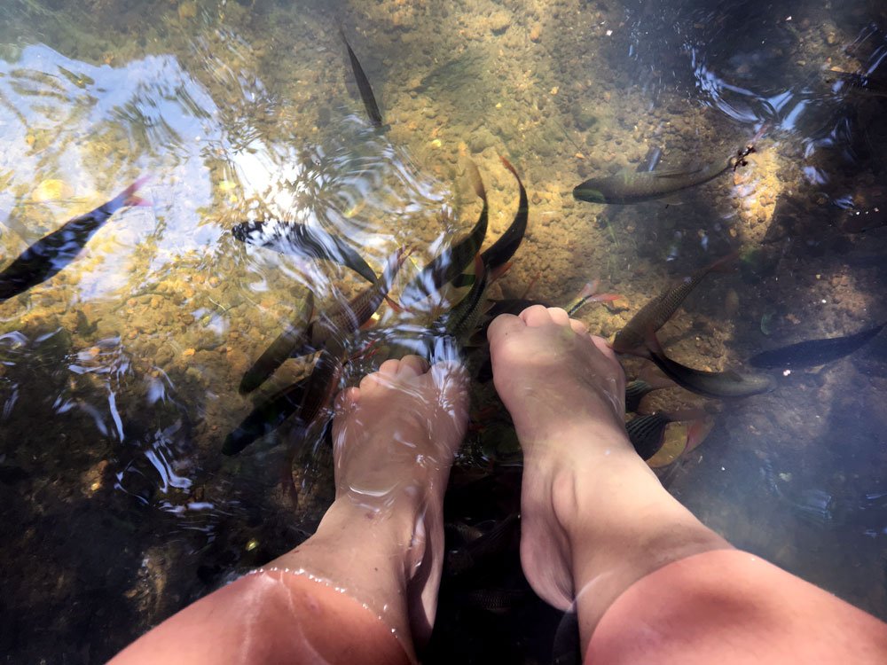 Fish Spa