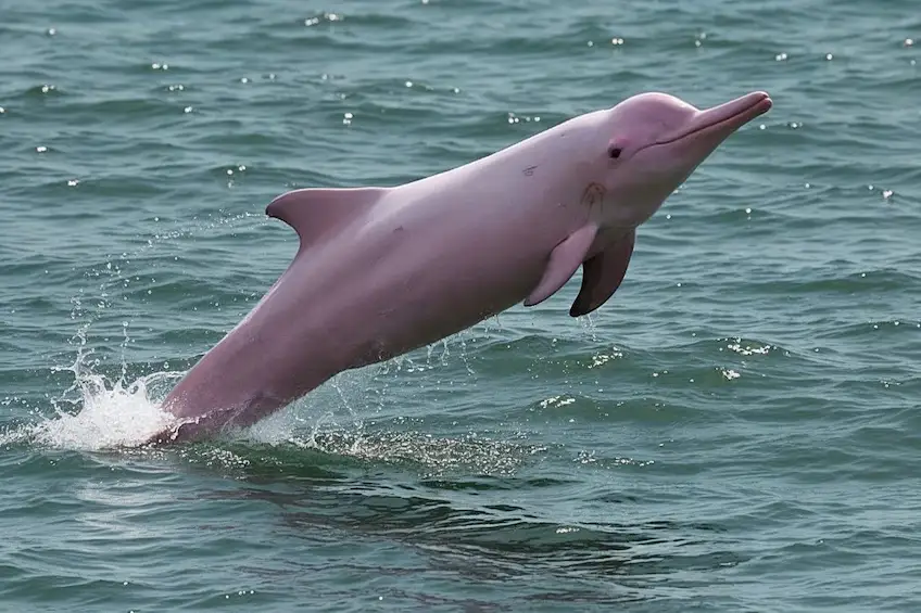 Dolphin